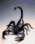 Фотография черный скорпион
