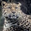 Профилактика зрения с помощью методов йоги - последнее сообщение от jaguar