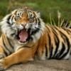 Руслан Дудник - Две стратегии тренировок (2015) - последнее сообщение от tigra10